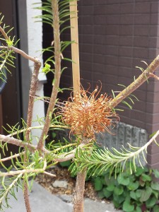 20150620_113846